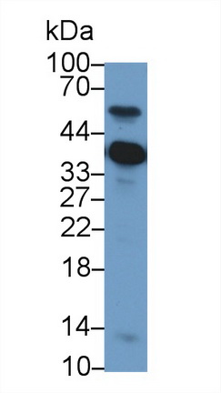 13251