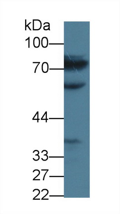 14070