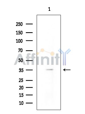 Валидация Affinity DF2823 - 13573