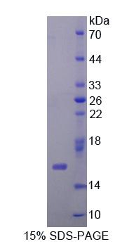 45914