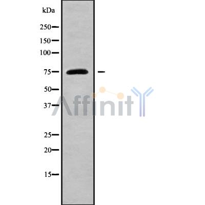 Валидация Affinity DF9539 - 22192