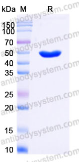 EHA08201, SDS-PAGE
