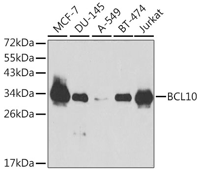 Валидация Elabscience E-AB-60188