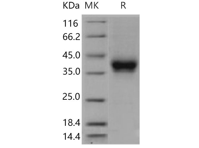 Валидация Elabscience PKSM040900(4849)