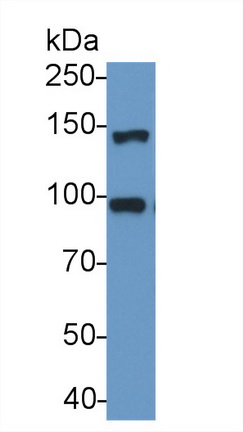 14805