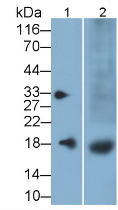 6624