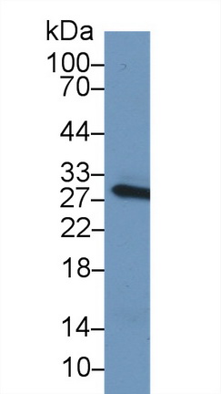 10286