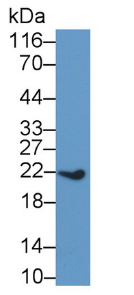 22868