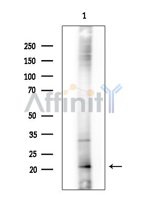 Валидация Affinity DF8809 - 20857