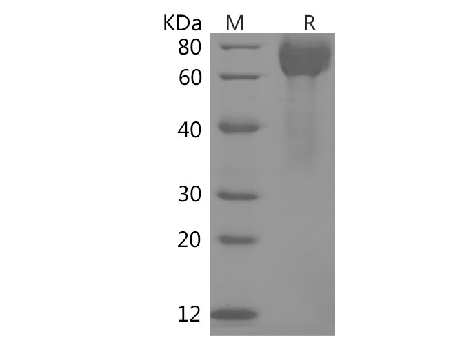 Валидация Elabscience PDMH100358(967)