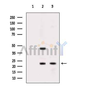 Валидация Affinity DF8366 - 20230
