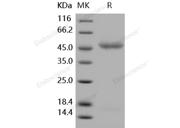 Валидация Elabscience PKSH031732(2370)