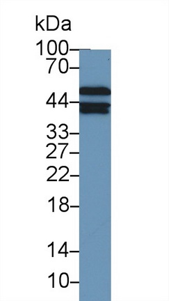 13295