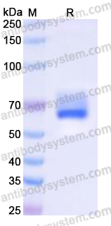 EHK99101, SDS-PAGE