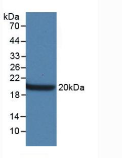 61529