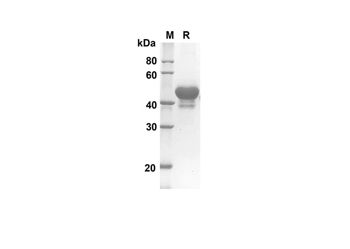 Валидация Elabscience PDMM100097(1067)