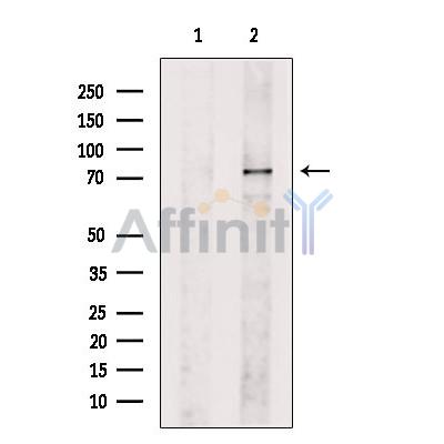 Валидация Affinity DF13442 - 8769