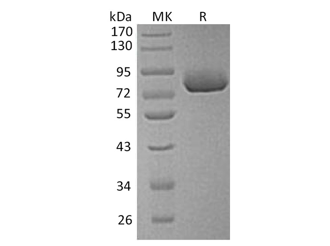 Валидация Elabscience PKSH032000(2565)