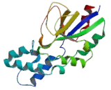 5",3"-Nucleotidase, Cytosolic (NT5C)