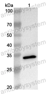 Валидация AntibodySystem PHB47501