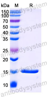 Валидация SDS-PAGE - AntibodySystem RHC44601