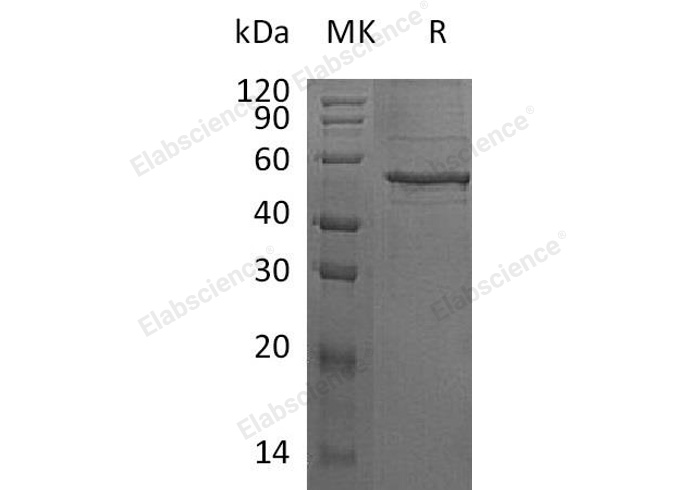 Валидация Elabscience PKSH032067(2616)