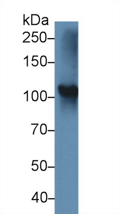 9828