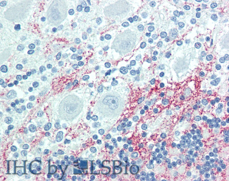 Валидация Elabscience E-AB-15680