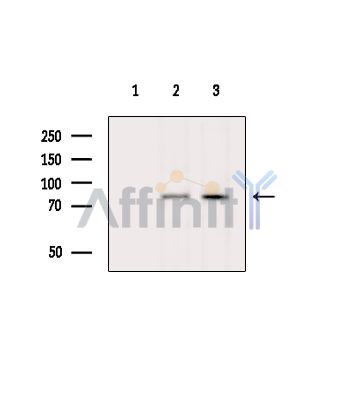 Валидация Affinity DF4265 - 15659