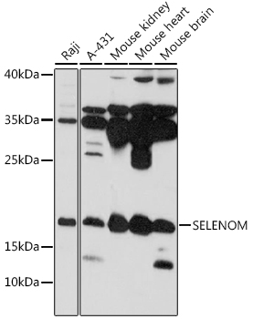 Валидация Elabscience E-AB-91606