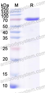EHG01803, SDS-PAGE
