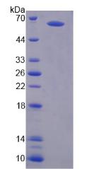 45574