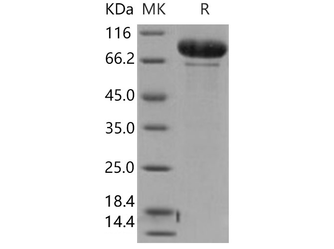 Валидация Elabscience PKSH031682(2327)