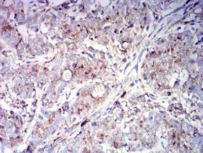 Валидация AntibodySystem RHC37602 (983)
