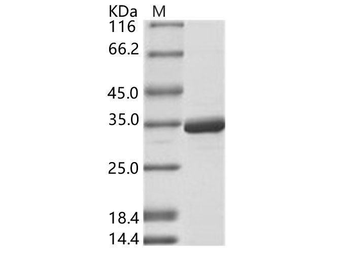 Валидация Elabscience PKSV030133(5910)