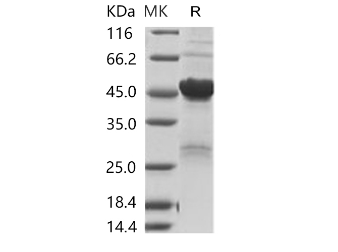 Валидация Elabscience PKSR030506(5815)