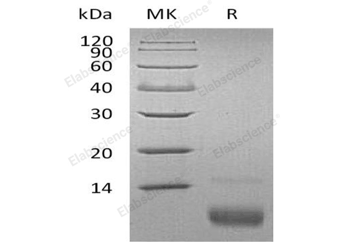 Валидация Elabscience PKSH032297(2797)