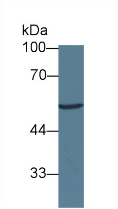 12403