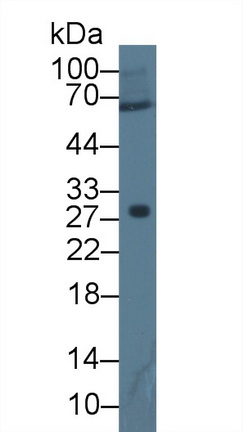 12730