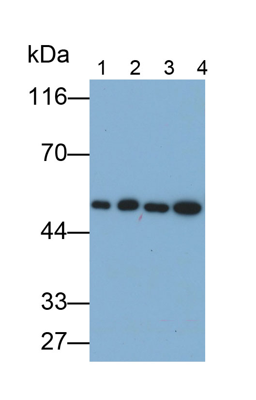 33282