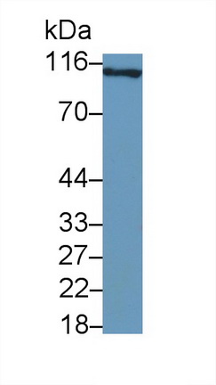 48753