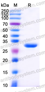AHG33802, SDS-PAGE