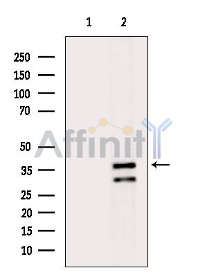 Валидация Affinity DF14142 - 9942