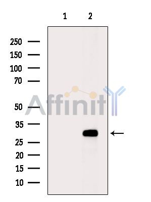 Валидация Affinity DF14860 - 10993
