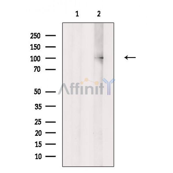 Валидация Affinity AF6612 - 3909