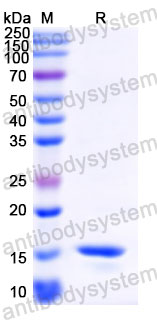 Валидация SDS-PAGE - AntibodySystem RVV23901