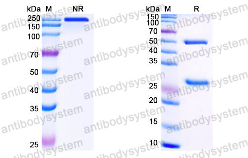 Валидация SDS-PAGE - AntibodySystem FMB96740