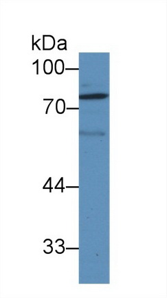 9281