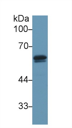 10291