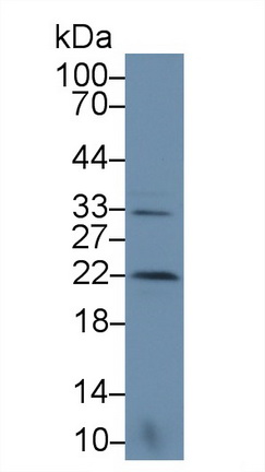 13336